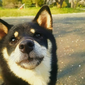 愛犬との生活に関するアンケート【Vol.1】