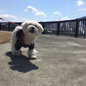 愛犬との生活に関するアンケート【Vol.5】