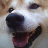 愛犬との生活に関するアンケート【Vol.7】
