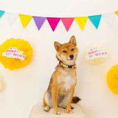 愛犬との生活に関するアンケート【Vol.13】