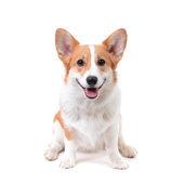 犬：アプリサービス向上のためのアンケート