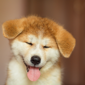 愛犬との生活に関するアンケート【Vol.17】