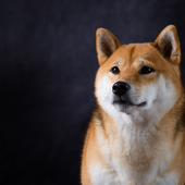 愛犬との生活に関するアンケート【Vol.21】