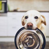 「愛犬の大きさ」に関するアンケート