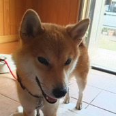 愛犬との生活に関するアンケート【お散歩・留守番編】