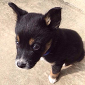 いぬのきもちWeb編集室より ＂愛犬の名前＂アンケート実施中！