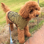 愛犬が怖いものについて｜いぬのきもちアンケート