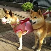 愛犬の食事について