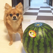 いつもと変わった食べ物を与えることについて