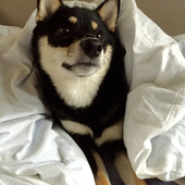 犬の介護で実際に役立ったグッズについて