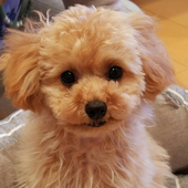 愛犬との経験に関して