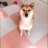 愛犬との生活について
