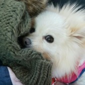 犬グッズに関するアンケート