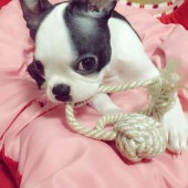 犬グッズに関するアンケート Part2
