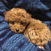 犬の飼い主さんの『気持ち』に関するアンケート