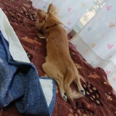 留守番・ペットホテル事情について