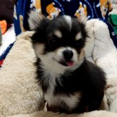 愛犬に対するキモチに関するアンケート