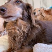犬の行動に関するアンケートvol.01