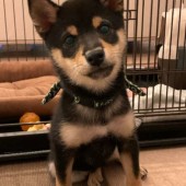 「犬あるある」に関するアンケートvol.02