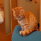 猫飼いさんの在宅ワークに関するアンケートvol.01