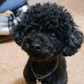 犬の生態に関するアンケートvol.01