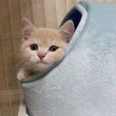 猫の行動に関するアンケートvol.01