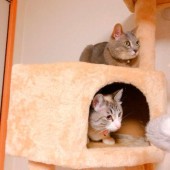 猫との不思議な体験に関するアンケートvol.01