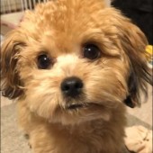 「犬あるある」に関するアンケートvol.03