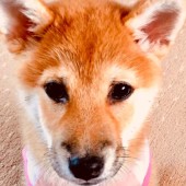 「犬飼いあるある」に関するアンケートvol.01
