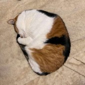 愛猫との出会いについて