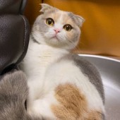 「猫あるある」に関するアンケートvol.05