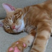 新型コロナウイルスに関するアンケートvol.01