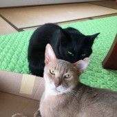 「猫飼いあるある」に関するアンケートvol.02