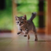 猫飼いさんのステイホームに関するアンケートvol.01