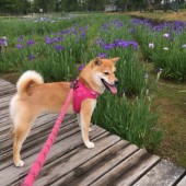 「犬飼いあるある」に関するアンケートvol.03