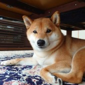 防災に関するアンケートvol.1
