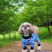 犬の「病院あるある」に関するアンケートvol.01