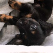 犬の「名前」に関するアンケート