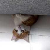 飼い主さんの呼び名に関するアンケート
