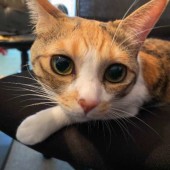 「猫あるある」に関するアンケートvol.06