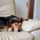 新型コロナウイルスの影響に関する犬飼いさんへのアンケートvol.01