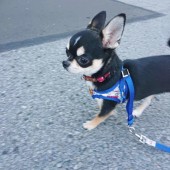 犬飼いさんの在宅ワークに関するアンケートvol.01
