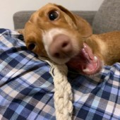 「犬飼いあるある」に関するアンケートvol.04