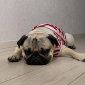 「犬あるある」に関するアンケートvol.04