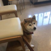 犬の「病院あるある」に関するアンケートvol.02