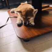 犬の飼い主さんへ「夏場のトラブル」に関するアンケートvol.01