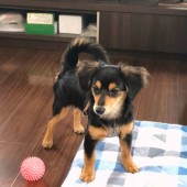 犬の飼い主さんへ「コロナ禍以降の気持ちの変化」に関するアンケートvol.01