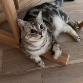 いぬのきもち編集長×ねこのきもち編集長「withコロナ」緊急生ライブ！