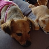 犬と他の動物を一緒に飼った経験のある人に質問です。