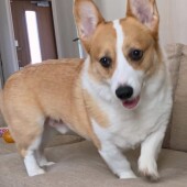 犬の散歩に関するアンケートvol.02